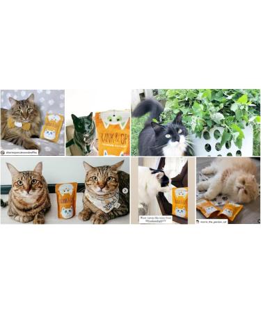 Premium Organic Cat Treat Luxury Stem-Free Leaf and Flower only - Buy Online on GoSupps.com