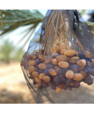  NABALI FAIRKOST F R ALLE NABALI FAIRKOST Dates Soft Sukkari Double Pack I Quality Product - 100% Natural Fresh Oriental Fragrance & Vegan I Origin: Qassim I Sukari Dates with Honey and Caramel Taste I 2 x 1 kg (2 kg) - Buy Online on GoSupps.com