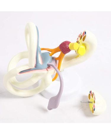 Labyrinth of Inner Ear Semicircular Canal Zoom in Model Cochlear Ossicle Ear Anatomical Model Human Otology - Buy Online on GoSupps.com