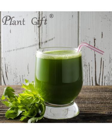 Plant Gift 100% Celery Powder 100G/3.25oz Non-GMO Powder No Filler No additives Natural Chinese Flour Adds Flavor and Taste Great Flavor for Drinks 2UK-PO0081 - Buy Online on GoSupps.com