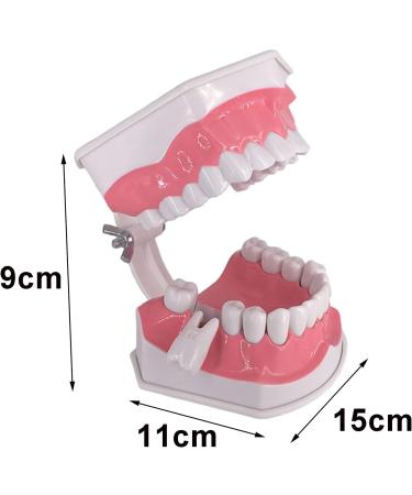 AWJ Dental Care Model - 28 Teeth Toothbrush Demo Model for Kids | Standard Size Tooth Care Teaching Aid - Buy Online on GoSupps.com
