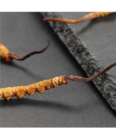 Cordyceps Sinensis Chongcao (3g) - Buy Online on GoSupps.com