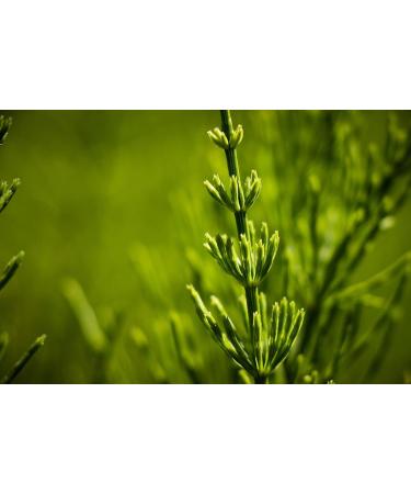 Horsetail stem Equisetum arvense 180 capsules 200 MG (ORGANIC) - Buy Online on GoSupps.com