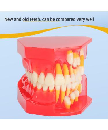 Teeth Eruption Development Model | Visualize Deciduous to Permanent Teeth Transition | International Shipping Available - Buy Online on GoSupps.com