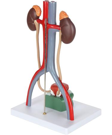 Educational Model Urinary System Model 13.5 Inch Large Male Urinary System Anatomy Model Features Kidneys with Adrenal Glands Ureters and Bladder 19 Numbered Functions - Buy Online on GoSupps.com