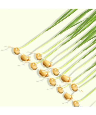 Firulab Cat Grass Growing Kit Cat Grass Bowl Planter Tray Catnip and Bowl Cat Grass Kit with Seeds DIY Soil Free Kitten Grass Growing Kit for Cat Snacks Green - Buy Online on GoSupps.com