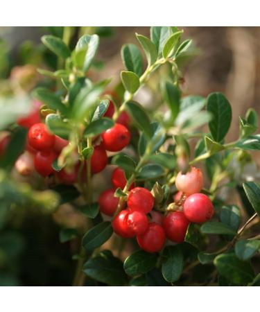 Organic Dried Cranberry (250g) Whole Cranberries Organically Grown Lightly Sweet With Fruit Juice 100% Natural and Pure Snack with Ready to Eat Vegan - Buy Online on GoSupps.com