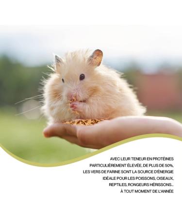 Dried Mealworms 500g 3250ml - Premium Quality Treat for Birds Hedgehogs Turtles Reptiles Fish Rodents - Buy Online on GoSupps.com