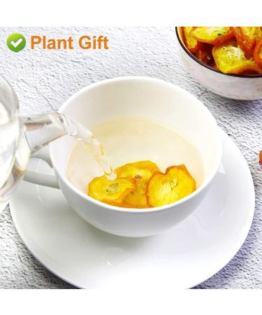 Plant Gift Kumquat S ch Th de Fruits et Fleurs 100% Naturel Bio Green Food Parfum Soins de Sant 100g / 3.52oz - Buy Online on GoSupps.com