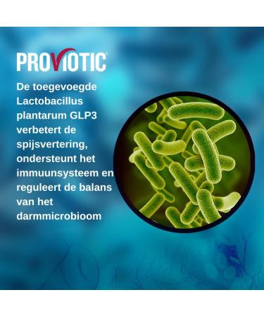 Lactobacillus Vegan Probiotic Supplement with a Patented Formula for Digestive Health Immune Support for Healthy Gut Anti Bloating for Men and Women (30 Count (Pack of 1)) - Buy Online on GoSupps.com