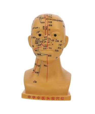 Healvian acupuncture point model Models Medical head acupuncture model Medical head model Head-acupuncture point model human body scalp needle model head PVC as shown 22x12x8cm