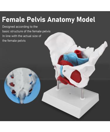 Pongnas Efficient Stylish Utensil for Fitness Training | Optimal Demo & Extra Content - Shop Internationally - Buy Online on GoSupps.com