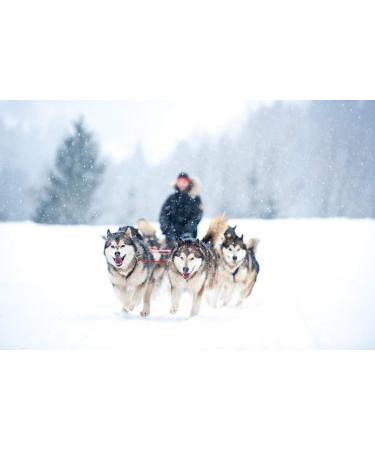 LASALINE Dog Harness X Back - Canicross Dogscooter & Bikejoring for Large Dogs - Black & Light Blue XXXXL - Buy Online on GoSupps.com