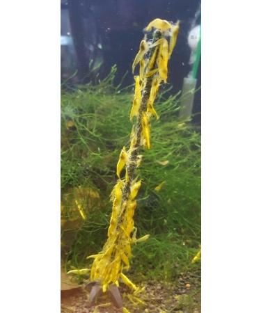 Schmitt Aquaristik Shrimp Lollies Super Mix Shrimp and Lollipop Food Sticks (Pack of 3) - Buy Online on GoSupps.com