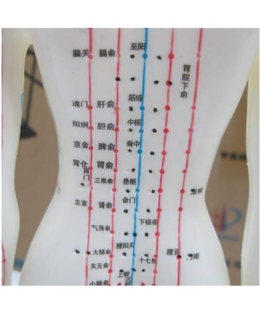 TCM Human Acupuncture and Moxibustion Point Model Used for Body Massage Twelve Meridians Moxibustion Research Education and Training Assistance - Buy Online on GoSupps.com