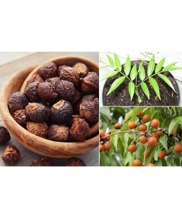 Organic AnNafi Reetha Soap Nuts | Natural Hair Care & Growth | Eco-Friendly Laundry Detergent | Aritha/Kunkudukaialu | 100g - Buy Online on GoSupps.com