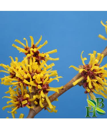 Herb To Body Witch Hazel Leaf C/S - Wildcrafted Hamamelis Virginiana | 4oz - Premium Quality Cut & Sifted Herb for Skincare - Buy Online on GoSupps.com