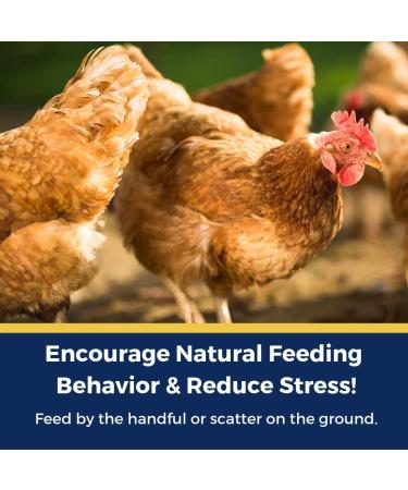 Pampered Chicken Mama 1.25 lb Backyard Chicken Treats - Natural Feed for Great Eggs - High Calcium Hen Supplement (10 oz) - Buy Online on GoSupps.com