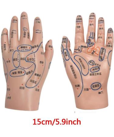 Human Acupuncture Template - Traditional Chinese Medicine Meridian and Acupoint Teaching Model - Man and Woman Acupuncture with Points - Buy Online on GoSupps.com