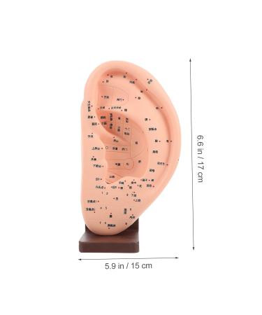 Solustre Ear Massage Model - Natural Size Human Ear Acupoint Tool with Base - Buy Online on GoSupps.com