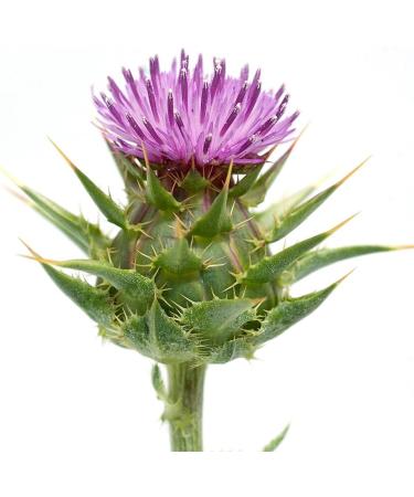 Greenfood CLA 1000 mg 240 capsules - No artificial additives No genetic engineering - Buy Online on GoSupps.com