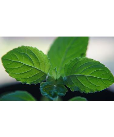 100% Certified Organic Tulsi (Holy Basil) Leaf Powder - Buy Online on GoSupps.com