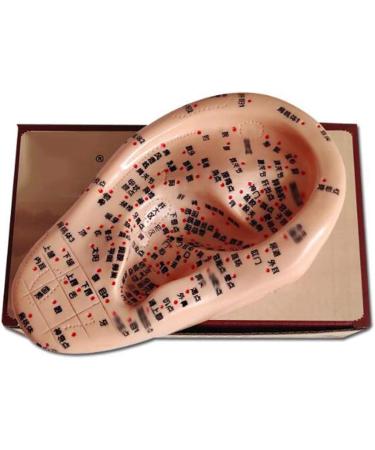 Ernzi Ear Acupuncture Model - 1 Pair 17cm with HD Lettering for Acupoint Studies & Meridian Massage - Buy Online on GoSupps.com