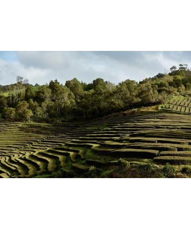 VYDA Infinitea First Harvest Azorean Green Tea L-Theanine - Buy Online on GoSupps.com