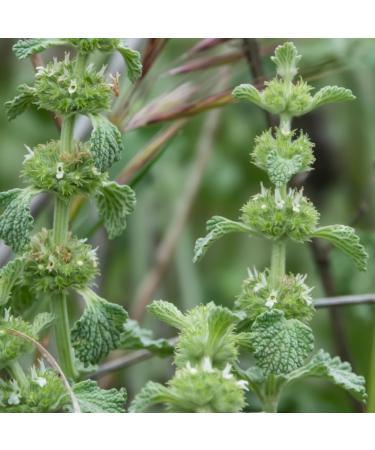 White Horehound herb (125g 4.4oz) Cut Gently Dried 100% Pure and Natural for The Preparation of Herbal Tea White Horehound Tea 125 GR 4.4oz - Buy Online on GoSupps.com