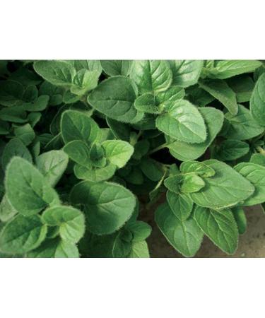 Wild Oregano Oil 30s Soft Gel Capsules - Oregano4Life: Pure & Potent Supplement - Buy Online on GoSupps.com