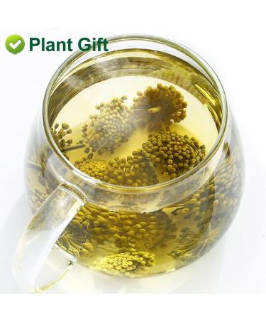 Plant Gift Panax Notoginseng Flower 60G/2.12oz Tienchi Notoginseng Tea Tienchi Ginseng - Buy Online on GoSupps.com