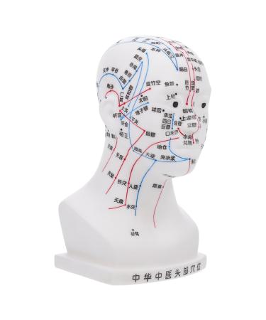 Frcolor acupuncture point model hospital hospital school collecting cups realistic learning aid models head model medical head massage model face scalp pin model head pvc white 22x12x8cm