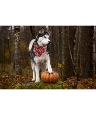 Lionet Paws Halloween Dog Bandana - Triangular Scarf for Small Medium & Large Dogs - Pumpkin Design (Pack of 1) - Buy Online on GoSupps.com