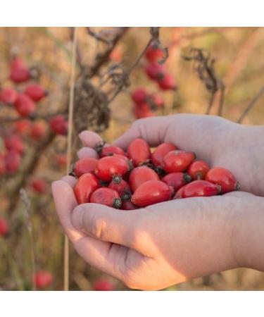 Organic Rosehip Powder 400g - 100% Pure Rosa Canina | Rich in Vitamin C for Smoothies Muesli & Drinks - European Wild Collection - Buy Online on GoSupps.com