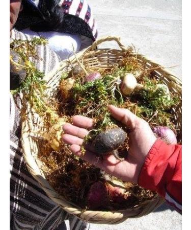 Rainforest Nutritionals Inc. Reparagen Plus Glucosamine (60 Capsules) Clinically Proven Fast Acting All Natural Joint Health Supplement Better Than Glucosamine Alone - Buy Online on GoSupps.com