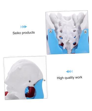 Buy GLEAVI Hip Bone Model - 1pc Pelvic Uterus Model | Animal PVC Lip Gloss Medical Pelvic Model for International Shipping - Buy Online on GoSupps.com