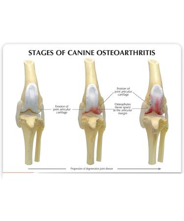 Dog Knee Joint Model Four Stage Knee Arthritis Health Knee and Dog Lesion Joint Model for Veterinary Office Teaching Aids - Buy Online on GoSupps.com