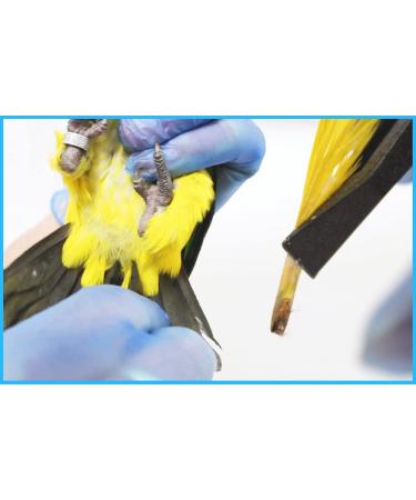 Avian DNA Sexing Kit for Parrots, Macaws, Lovebirds & More (+300 Psittacines) - Gender Reveal Test Card - Buy Online on GoSupps.com