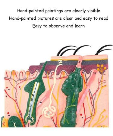 Anatomical Model of The Human Skin Tissue Structure with 35 Times Enlargement - Suitable for Research and Medical Training - Buy Online on GoSupps.com