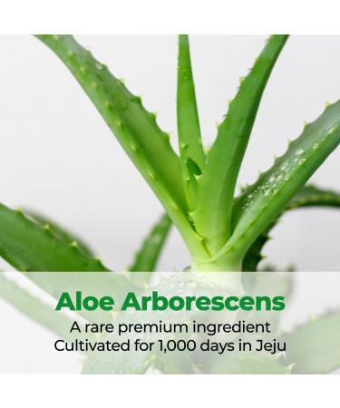 Cure Intensive 2X Cream Premium Aloe Deep Moisturizing Multi Balm Korean Skincare Face Moisturizer for Dry Skin (Pack of 1) - Buy Online on GoSupps.com