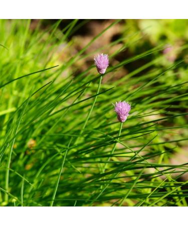 Dried chives (500g) chopped chives 100% natural leeks chives without additives wild onions - Buy Online on GoSupps.com