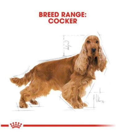 Royal Canin Dog Food Cocker Spaniel 12 Kg - Buy Online on GoSupps.com