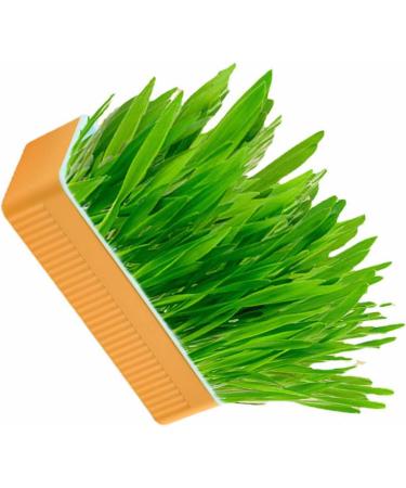 Hydroponic Cat Grass Kit Hydroponics Growing System Garden Kit Soil Growing Catnip Cat Grass with Planting Box for Indoor Household (Blue Orange) - Buy Online on GoSupps.com