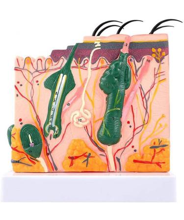Anatomical Model of The Human Skin Tissue Structure with 35 Times Enlargement - Suitable for Research and Medical Training - Buy Online on GoSupps.com
