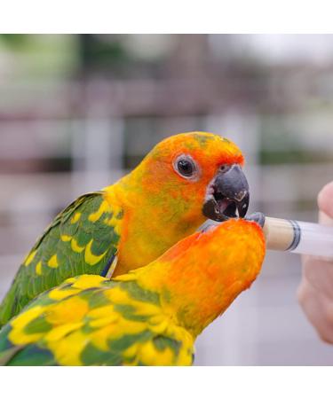 Bird Feeding Syringe Set Baby Birds Syringe Feeder Parrot Feeding Syringe Tube Measuring Syringe Budgie Pet Hand Rearing Feeding Syringes Baby Birds Feeding Syringe Used for Feeding Milk Medicine - Buy Online on GoSupps.com