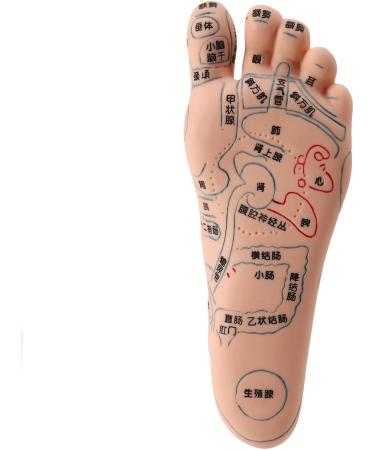 Mengmen 19 cm Foot Reflexology Model - Acupuncture Point Guide for Acupuncture Therapy | International Shipping - Buy Online on GoSupps.com