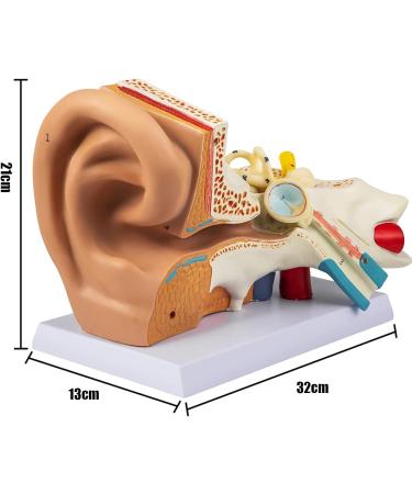 Human Ear Model 3D Model of Ear Display Outer Middle Inner Ear Model with Base 4 Times Enlarged Human Ear Medical Model for Teaching Research Biologists and Doctors - Buy Online on GoSupps.com
