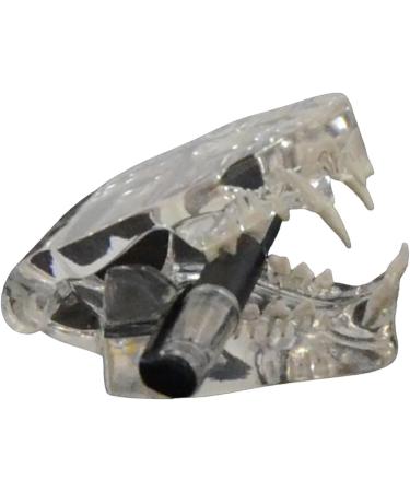 Cats Teeth Model Canine Cats Jaw Dentals Model Veterinary Office Educational Tool Pet Cats Teeth Anatomical Model - Buy Online on GoSupps.com