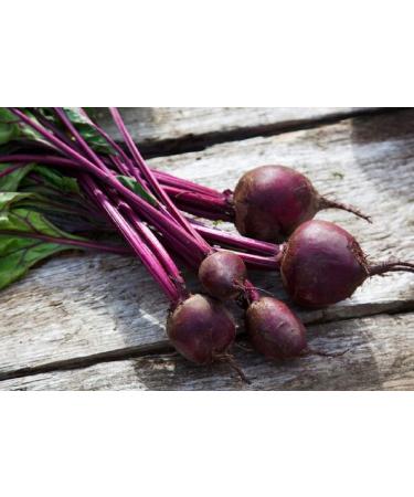 Country Creek Acres Beet Sprouting Seeds 6 oz - Non GMO Microgreens for High Germination in Juicing, Gardening, and Salad Sprouts - Buy Online on GoSupps.com