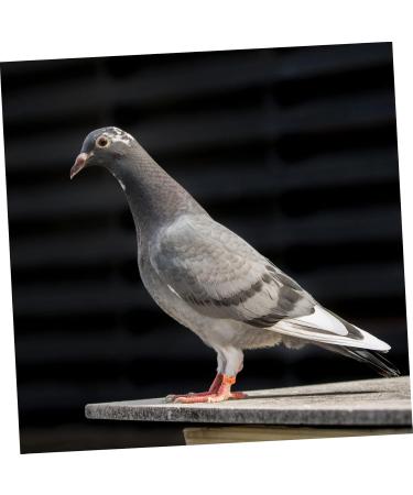 FOMIYES 300 Pcs Pigeon Anklet Ring Protector Parrot Leg Ring Foot Ring for Pigeon Xuan Feng Birds Baby 1.3X1.3CMx3pcs Orangex3pcs - Buy Online on GoSupps.com